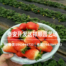 2019年甜宝草莓苗哪里有卖、2019年甜宝草莓苗批发基地图片