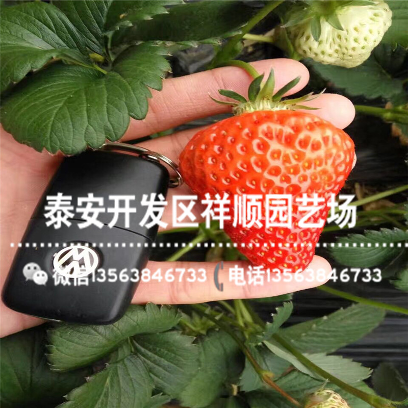 山东桃熏草莓苗基地、桃熏草莓苗管理技术