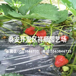 新品种隋珠草莓苗批发出售、新品种隋珠草莓苗2019新报价图片0
