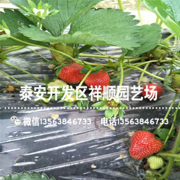 新品种隋珠草莓苗批发出售、新品种隋珠草莓苗2019新报价