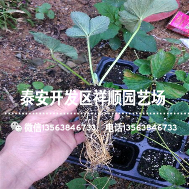新品种宁玉草莓苗价格及报价、宁玉草莓苗种植技术