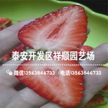 新品种隋珠草莓苗批发出售、新品种隋珠草莓苗2019新报价图片2