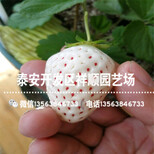 新品种隋珠草莓苗批发出售、新品种隋珠草莓苗2019新报价图片4