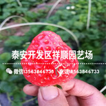 新品种隋珠草莓苗批发出售、新品种隋珠草莓苗2019新报价图片5