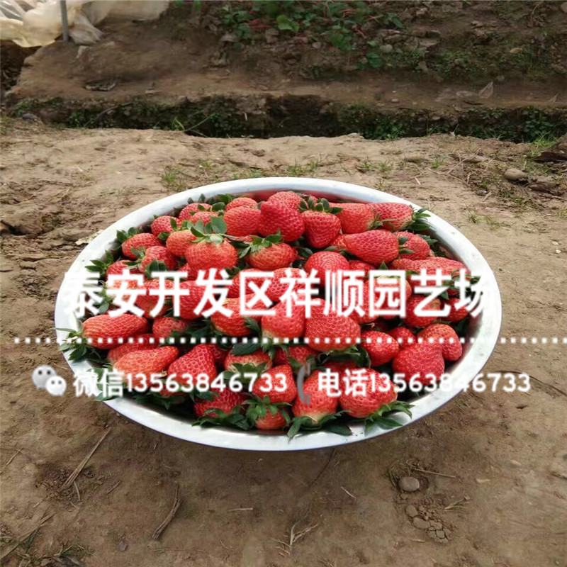出售硕丰草莓苗多少钱一棵、硕丰草莓苗价格多少