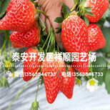 奶油草莓苗出售基地、新品种奶油草莓苗2019新报价图片4