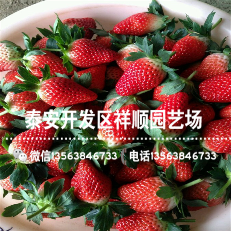2019年白雪公主草莓苗新品种、白雪公主草莓苗销售价格