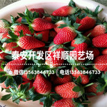 奶油草莓苗出售基地、新品种奶油草莓苗2019新报价图片5