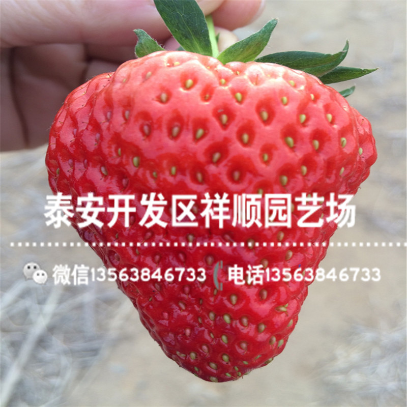 贵州草莓苗什么地方卖、贵州草莓苗品种介绍