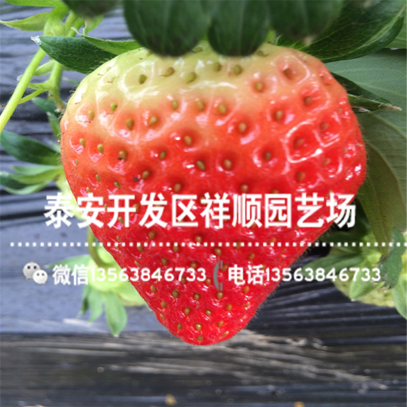 2019年四川草莓苗多少钱一棵、2019年四川草莓苗一棵多少钱