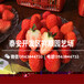 新品种宁玉草莓苗前景怎么样、宁玉草莓苗销售价格