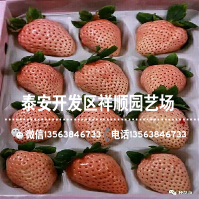 出售法兰地草莓苗价格、法兰地草莓苗价格多少