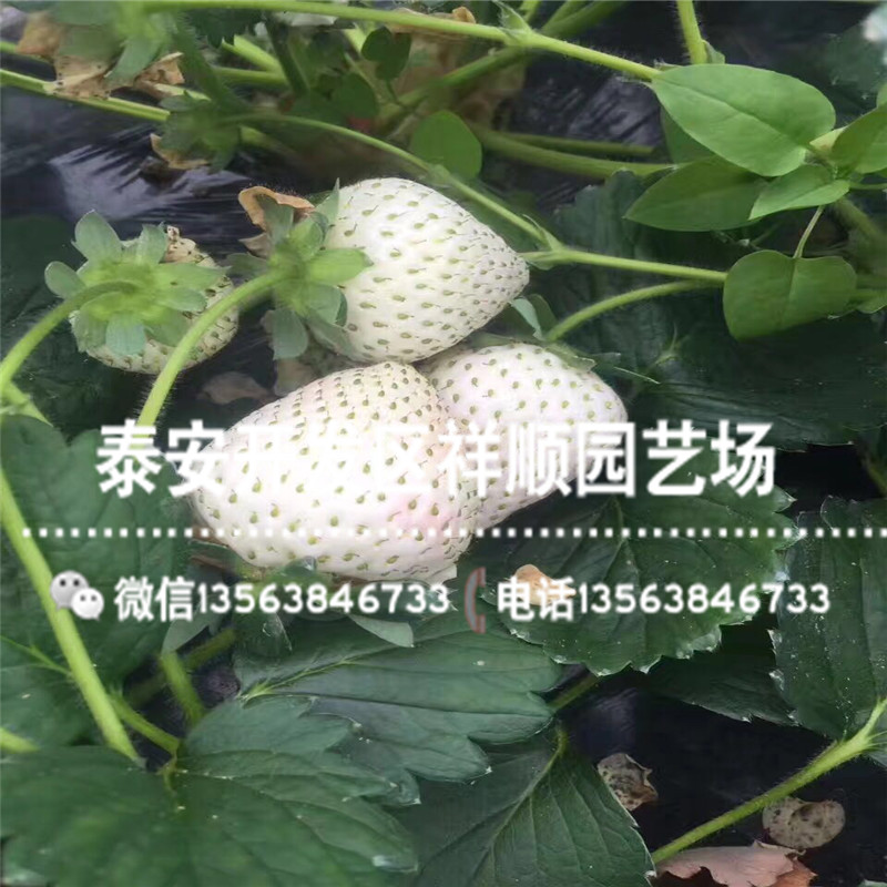 2019年四川草莓苗新品种、2019年四川草莓苗销售价格