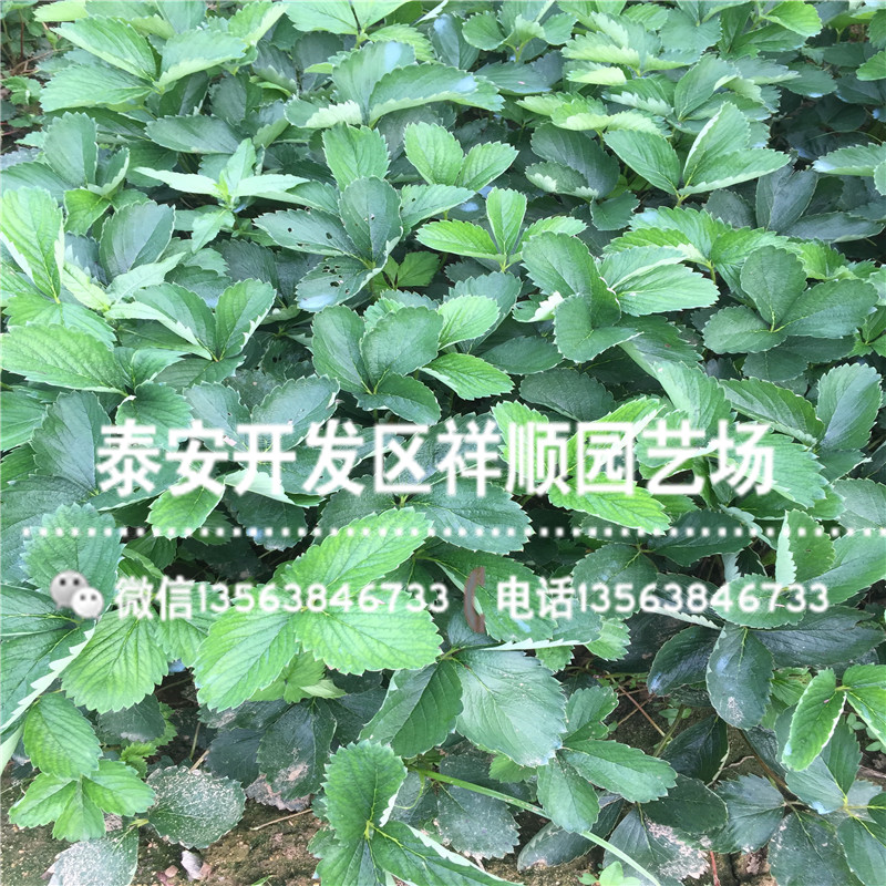 新品种菠萝蜜草莓苗什么价格、菠萝蜜草莓苗附近哪里有