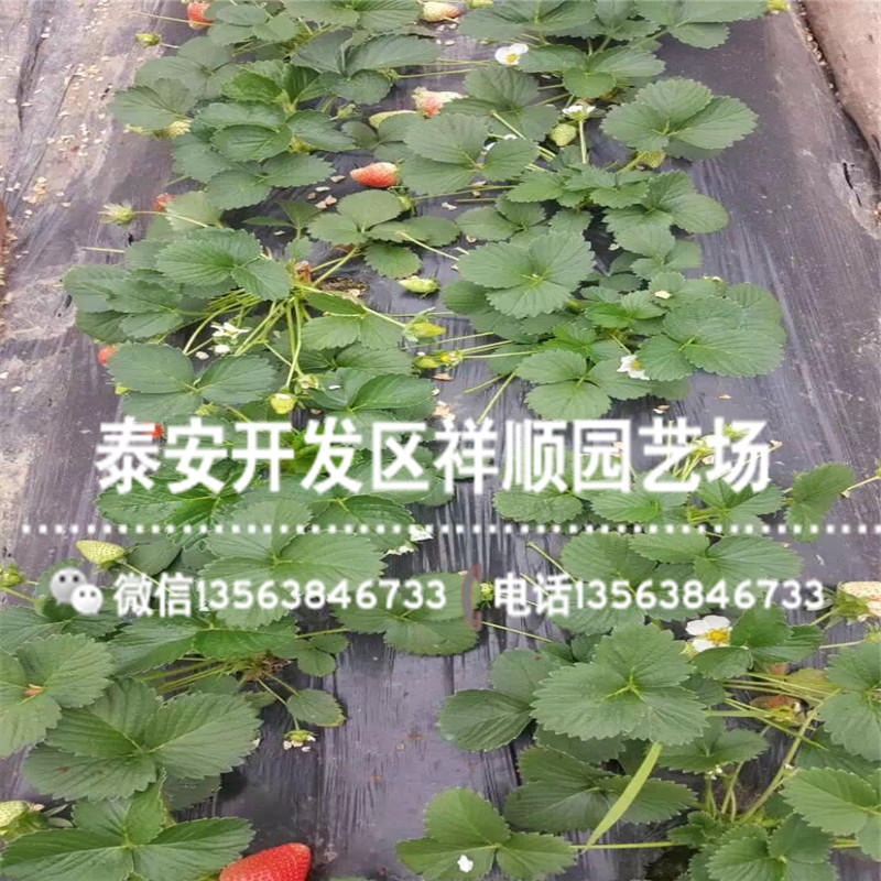 贵州草莓苗什么地方卖、贵州草莓苗品种介绍