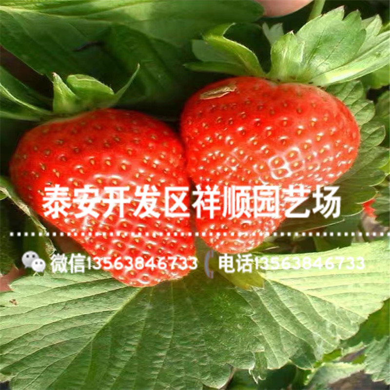 出售法兰地草莓苗哪里便宜、法兰地草莓苗上车价格