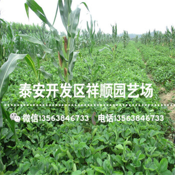 出售蒙特瑞草莓苗近期報價、蒙特瑞草莓苗種植基地
