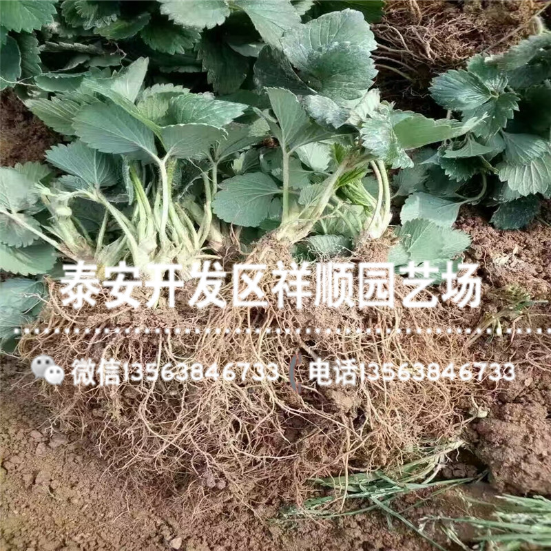 新品种菠萝蜜草莓苗基地哪里有、菠萝蜜草莓苗一棵多少钱