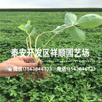 圣誕紅草莓苗價(jià)格及報(bào)價(jià)、新品種圣誕紅草莓苗一畝地種多少棵