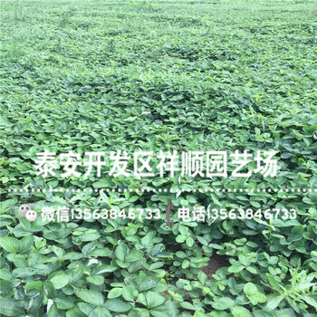 2019年太空2008草莓苗什么地方賣(mài)、太空2008草莓苗一棵多少錢(qián)