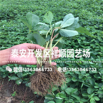 出售櫪女草莓苗多少錢(qián)一棵、櫪女草莓苗種植基地
