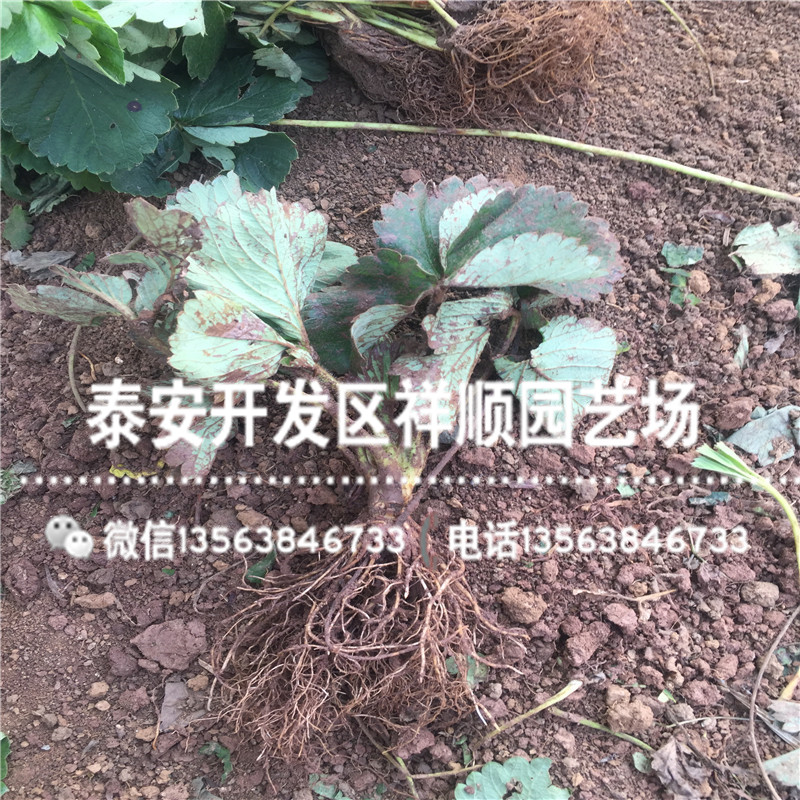 出售蒙特瑞草莓苗供应价格、蒙特瑞草莓苗种植基地