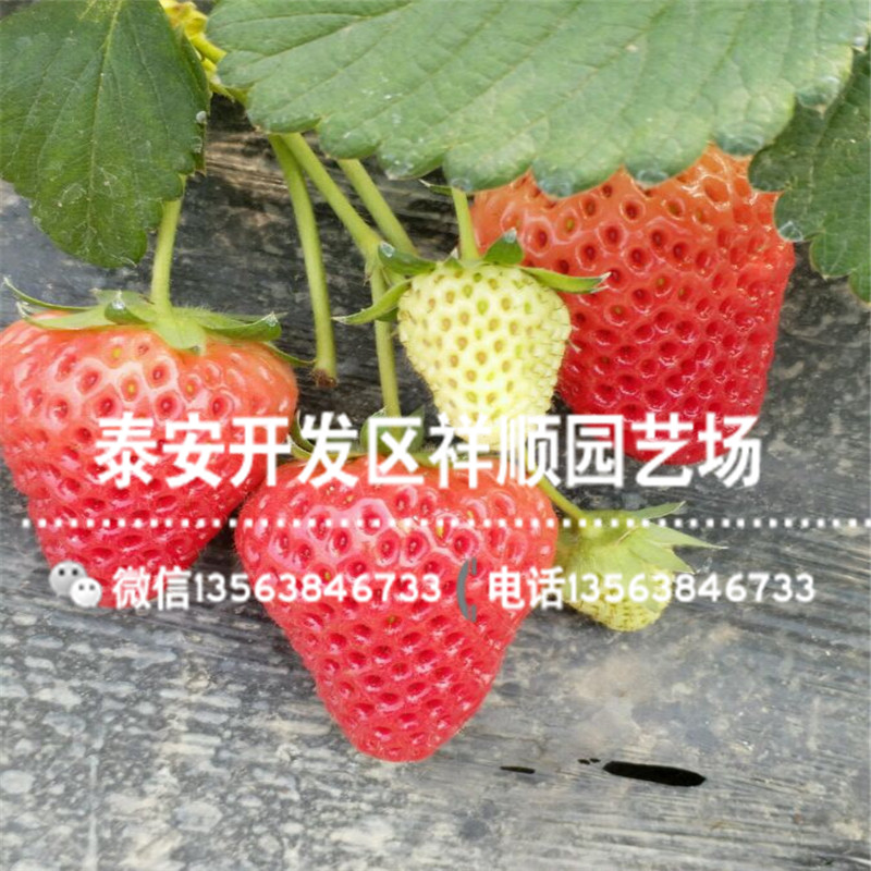 奶油草莓苗价格、新品种奶油草莓苗一棵多少钱