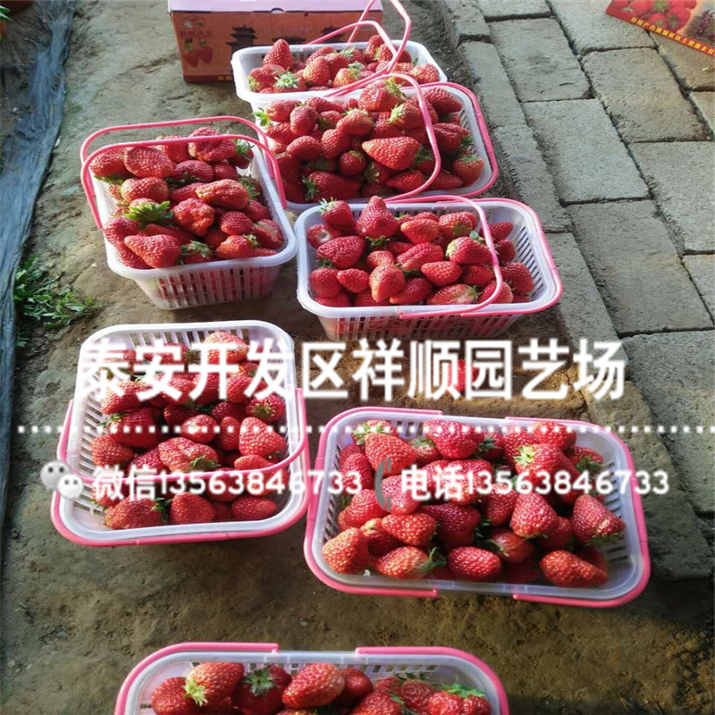 新品种小白草莓苗哪里便宜、小白草莓苗价格多少