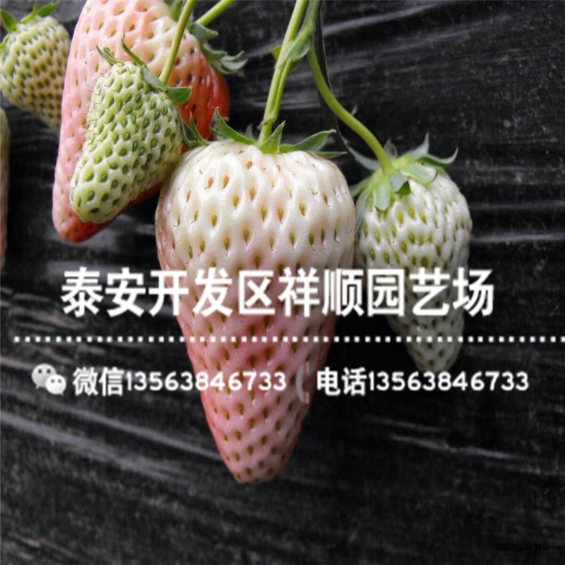 新品种拉松草莓苗出售单价、拉松草莓苗种植基地