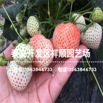 新品種豐香草莓苗出售價(jià)格、豐香草莓苗多少錢(qián)