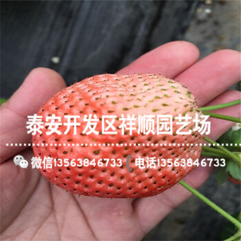 2019年甜宝草莓苗哪里有、2019年甜宝草莓苗种植技术