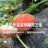 新品种组培草莓苗多少钱一棵、组培草莓苗2019新报价图片4