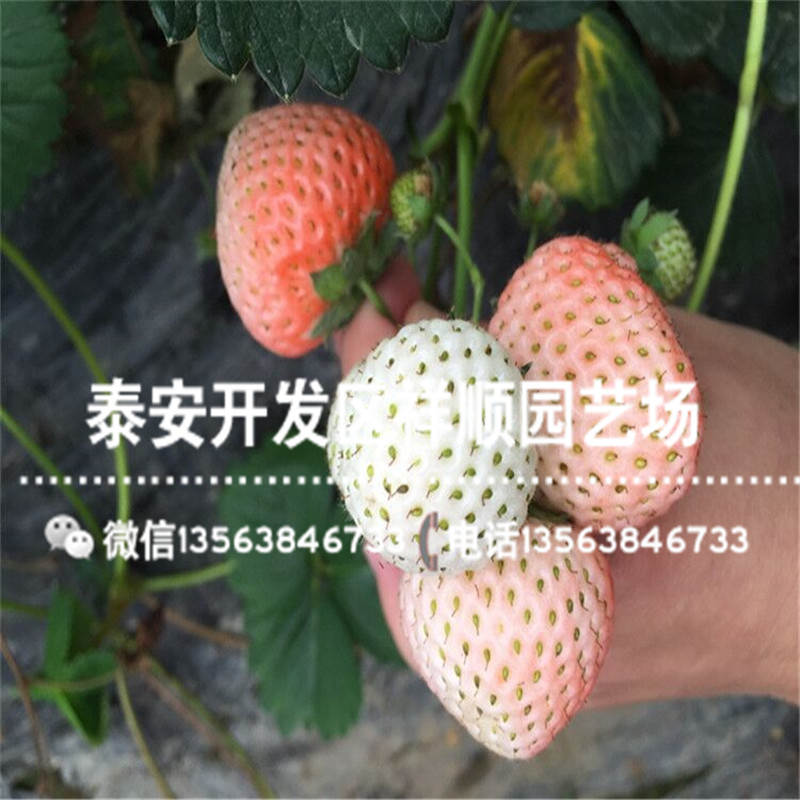 妙香7号草莓苗价格、妙香7号草莓苗多少钱