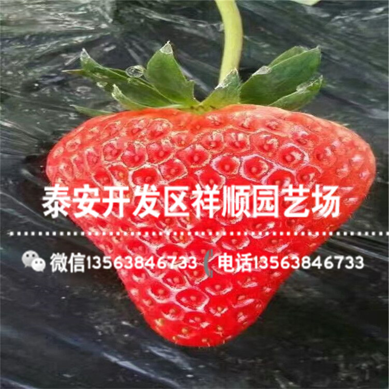 妙香草莓苗价格及报价、妙香草莓苗行情