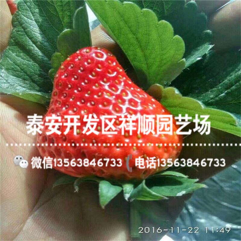 大地之宝草莓苗哪里便宜、大地之宝草莓苗一亩地种多少棵