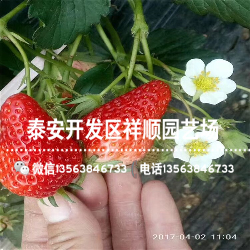 达赛草莓苗基地哪里有、2019年达赛草莓苗品种介绍