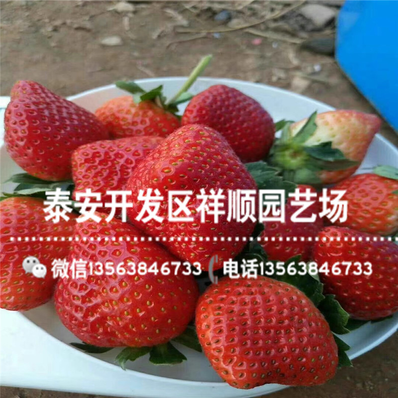2019年白雪公主草莓苗批发出售、白雪公主草莓苗一亩地种多少棵