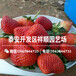 出售牛奶草莓苗近期报价、出售牛奶草莓苗批发价格
