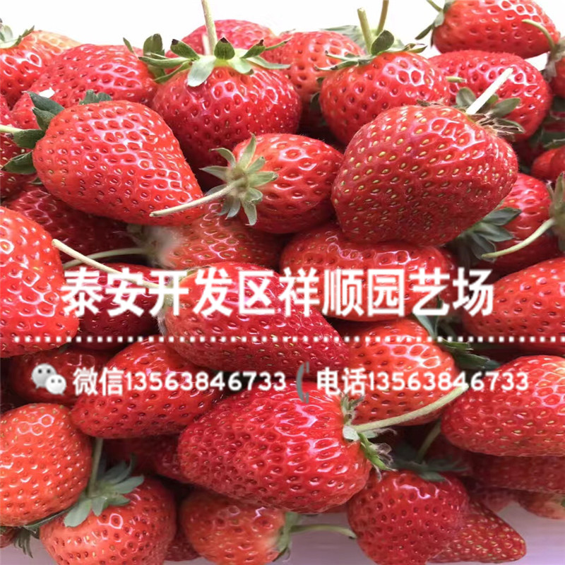 出售暖棚草莓苗什么价格、暖棚草莓苗销售价格
