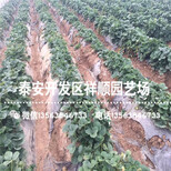 新品种宁玉草莓苗价格及报价、宁玉草莓苗种植技术图片1