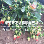新品种宁玉草莓苗价格及报价、宁玉草莓苗种植技术图片2