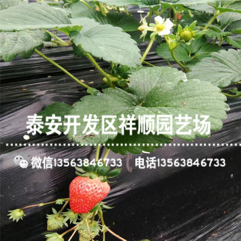 出售红玉草莓苗供应价格、2019年红玉草莓苗一棵多少钱