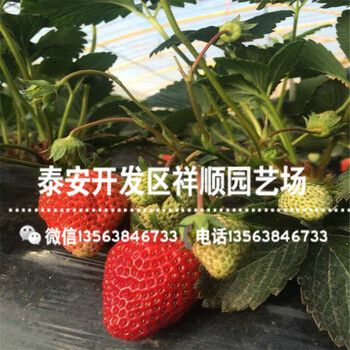 新品种丽雪草莓苗哪里便宜、山东丽雪草莓苗品种介绍