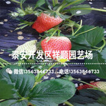 新品种宁玉草莓苗价格及报价、宁玉草莓苗种植技术图片5
