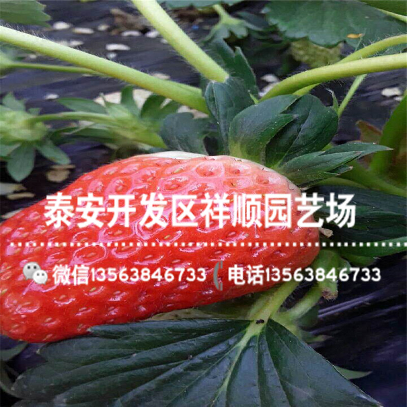新品种组培草莓苗什么价格、组培草莓苗销售价格