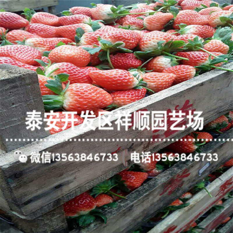 京留香草莓苗什么价格、京留香草莓苗出售价钱