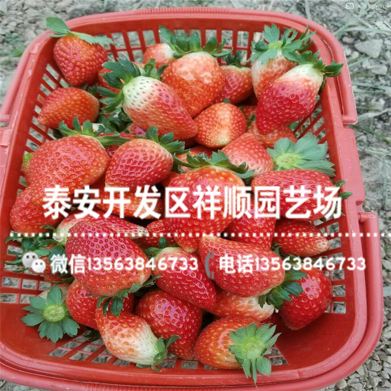 山东九天鸿运草莓苗哪里便宜、山东九天鸿运草莓苗批发基地