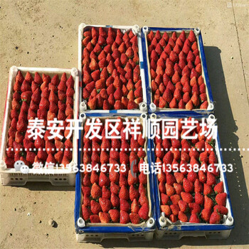 2019年甜宝草莓苗哪里有卖、2019年甜宝草莓苗一亩地种多少棵