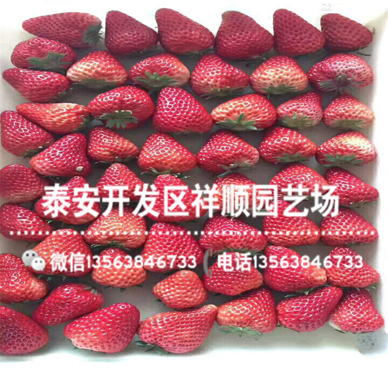 批发大棚草莓苗批发出售、批发大棚草莓苗价格多少