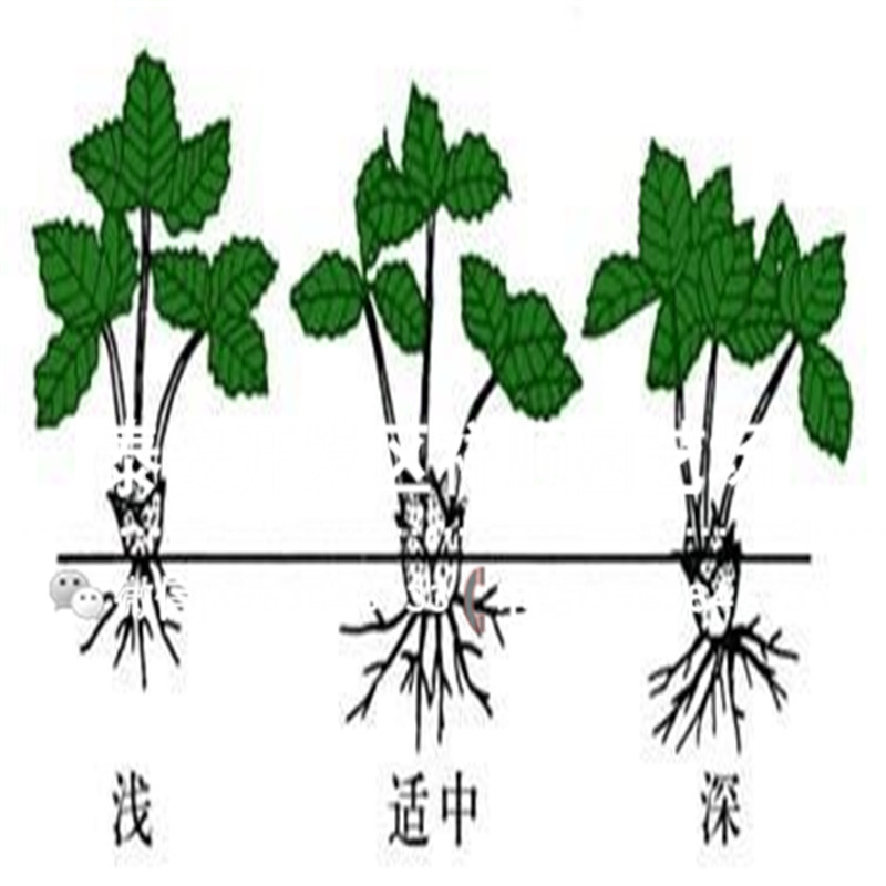 新品种隋珠草莓苗多少钱一棵、新品种隋珠草莓苗上车价格
